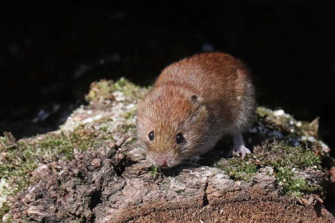 Red tree vole Red tree vole