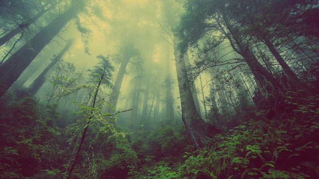 Environmental health Environmental health