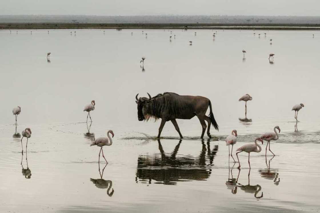 Cameras and acoustic recorders are being used to give an idea of which animals are present on the reserve Cameras and acoustic recorders are being used to give an idea of which animals are present on the reserve