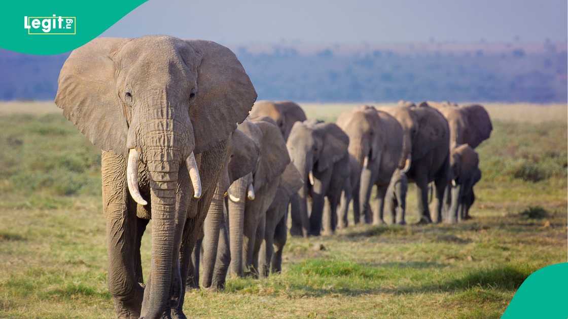 Elephant destroys farmlands in Borno