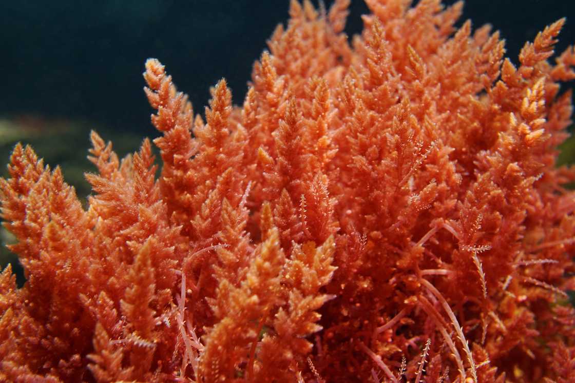 Close-up of Red algae