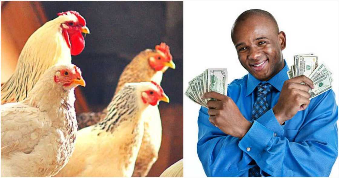 Best Breeds of Broiler in Nigeria Best Breeds of Broiler in Nigeria