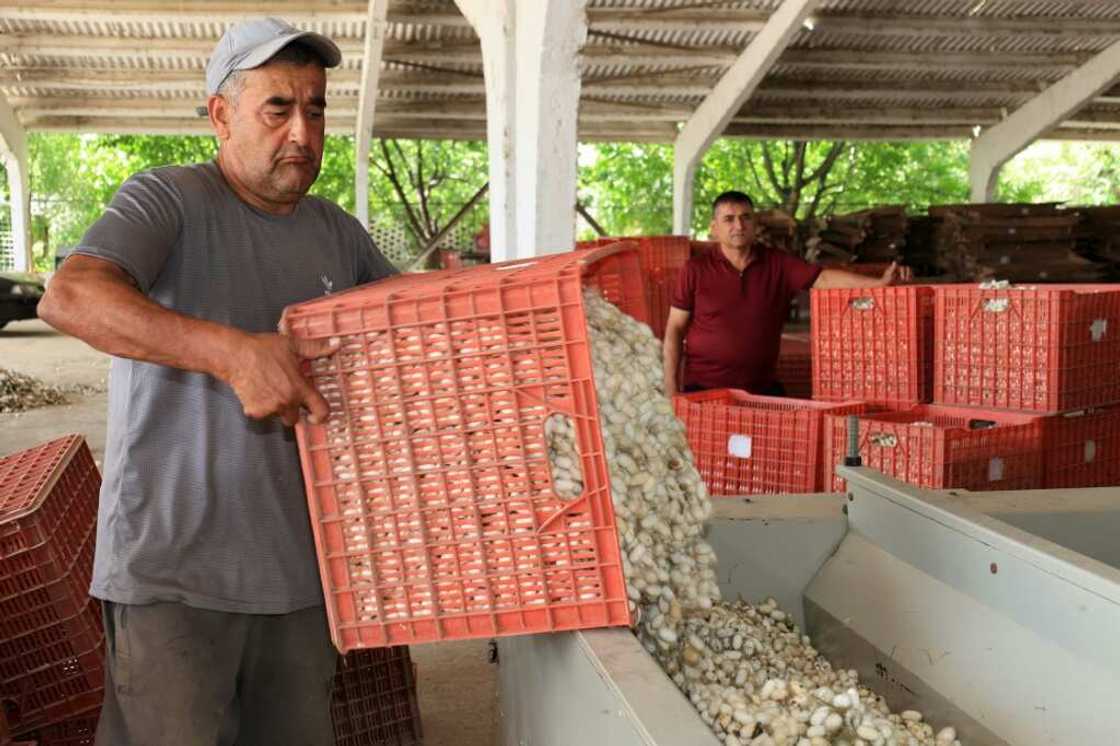 A worker at a Tumush Kola factory dries the silkworm cocoons