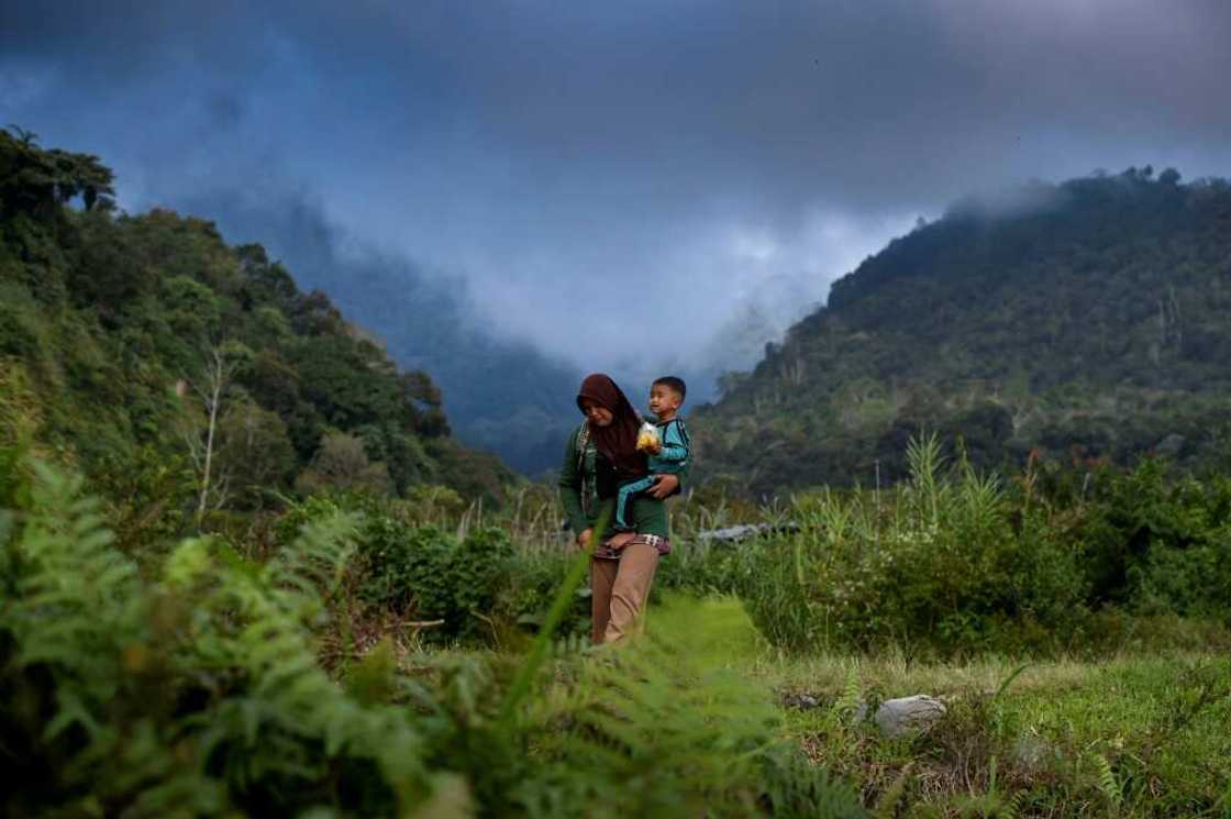 The country home to Asia's largest expanse of rainforest reported another year of slowing deforestation