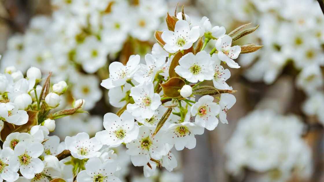 White pear blossom flower