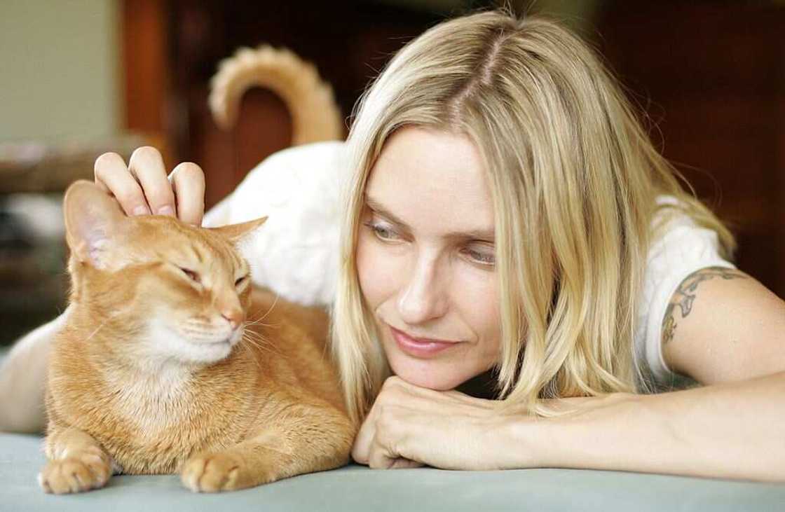 Chat roux Chat roux