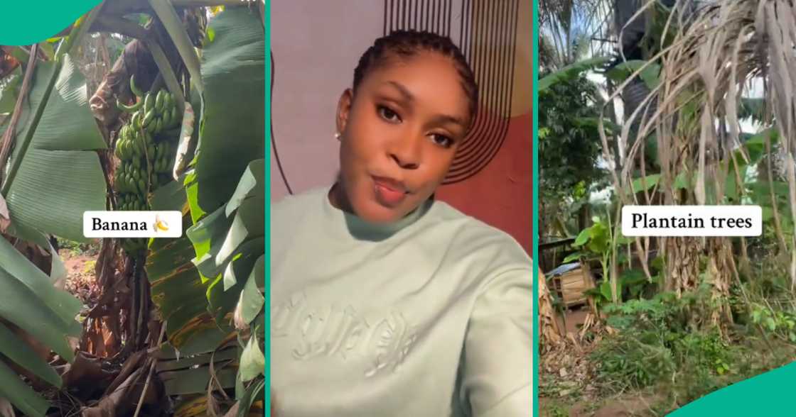 Lady displays her family house which her dad built like "Garden of Eden," video excites Nigerians Lady displays her family house which her dad built like "Garden of Eden," video excites Nigerians