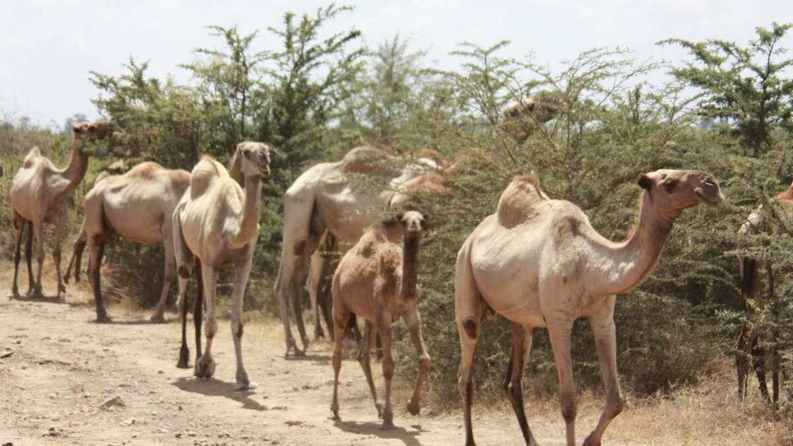 'Yan fashin daji sun koma hawa rakuma yayin da dokar siyan fetur a jarkoki ta tsananta