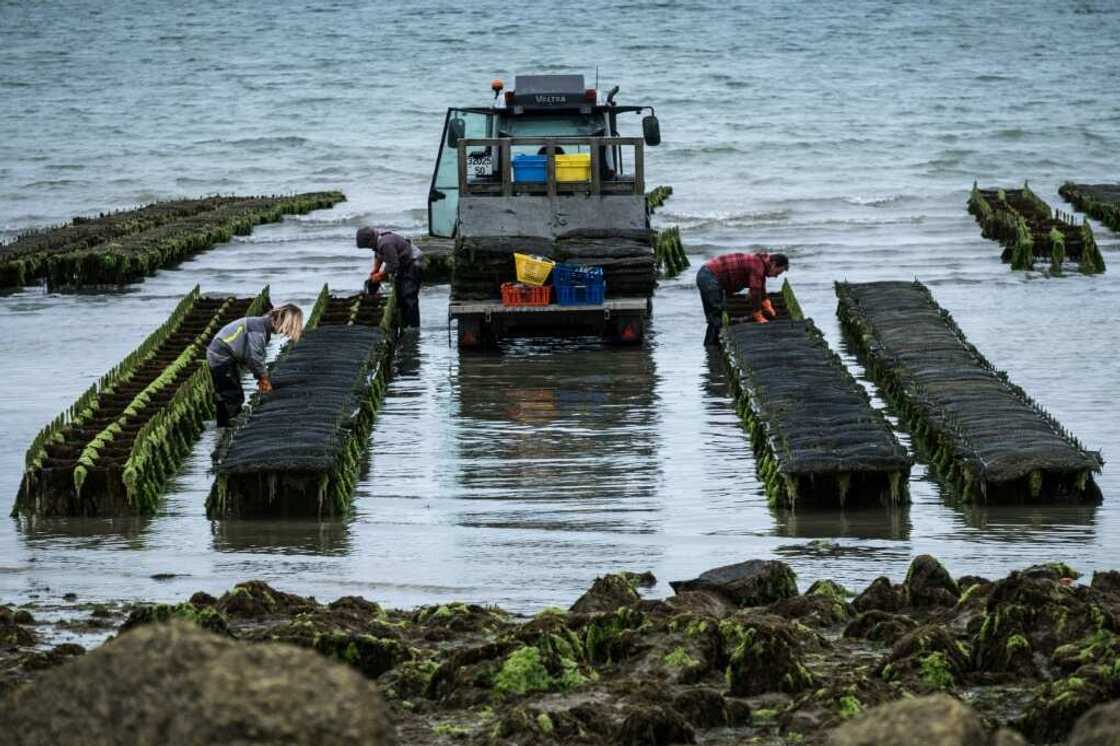 Sales dropped after a gastroenteritis virus was found in the oysters