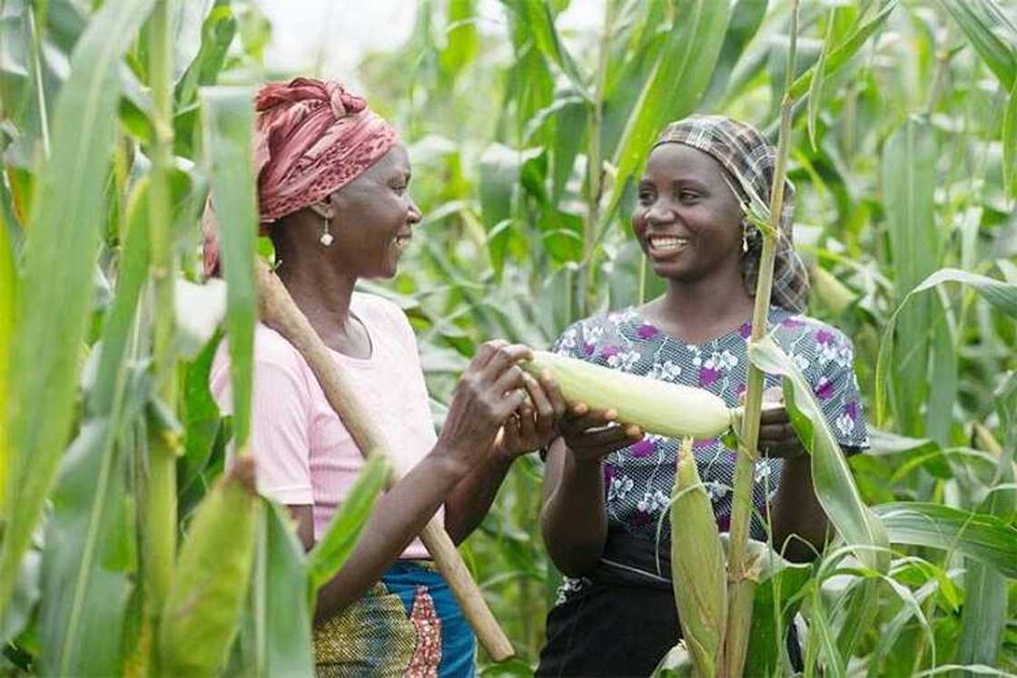 Mata a gona Mata a gona