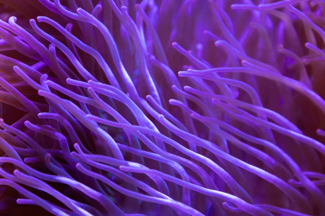 Underwater Purple Coral Underwater Purple Coral