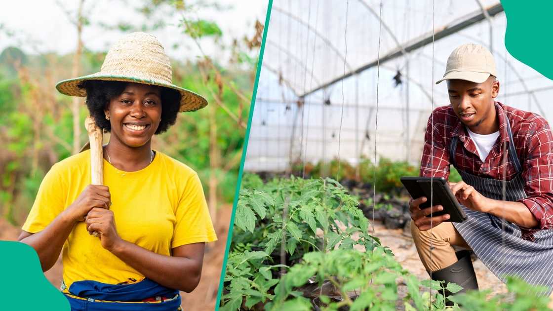 President Bola Tinubu commended the Bank of Industry after it disbursed N636 billion in 2025, and allocating the highest share to agribusiness. President Bola Tinubu commended the Bank of Industry after it disbursed N636 billion in 2025, and allocating the highest share to agribusiness.