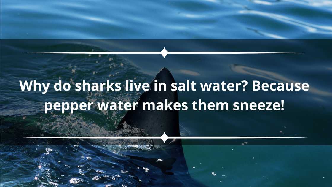 Shark puns for kids Shark puns for kids