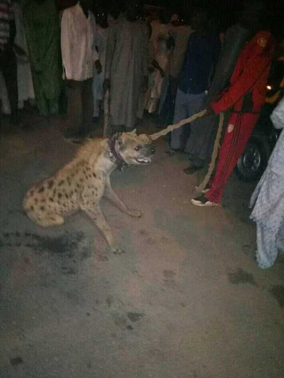 Gaskiyar bayani game da matar da aka rahoto cewa ta rikide ta zama Kura a Kano Gaskiyar bayani game da matar da aka rahoto cewa ta rikide ta zama Kura a Kano