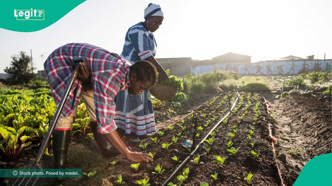 Nigerian bank announces grant, training for agritech startups