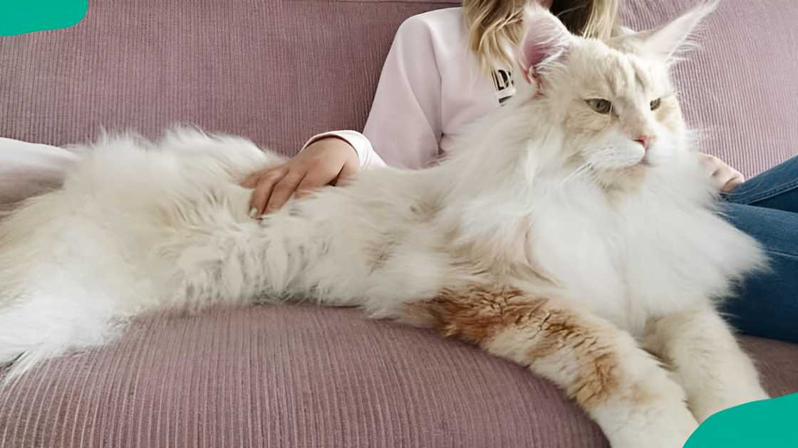 Maine Coon cat breed Lotus lying on a sofa