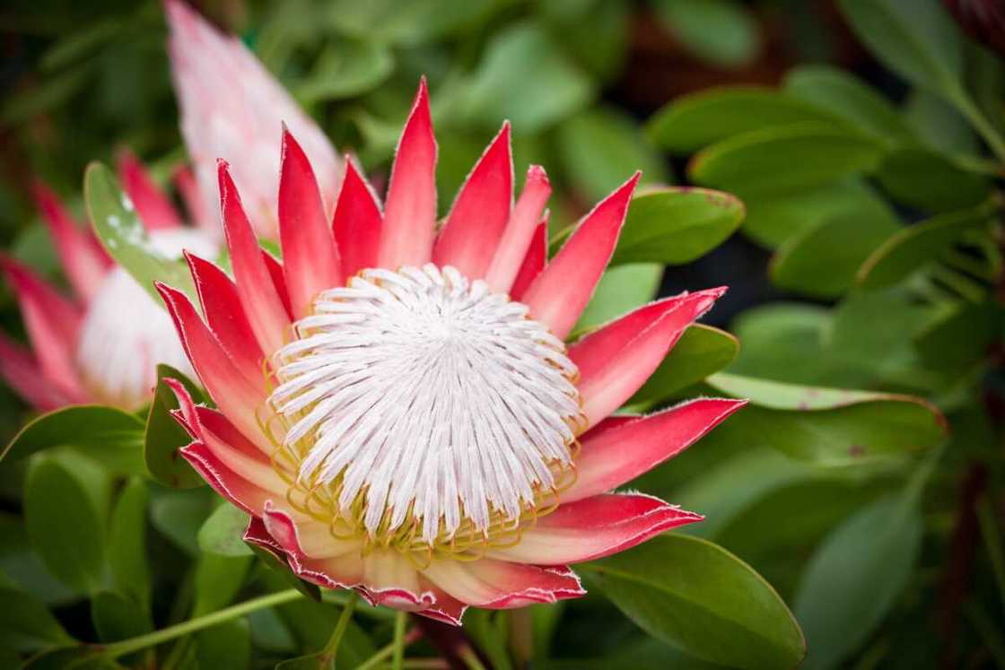 Little prince (Protea) in a garden