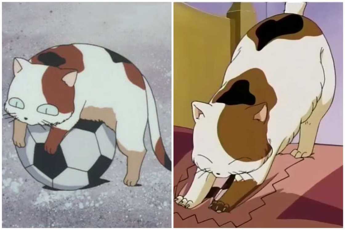 anime kittens anime kittens