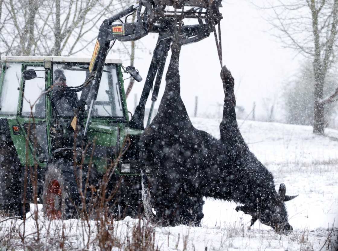 The outbreak of foot-and-mouth occurred at a farm near Berlin