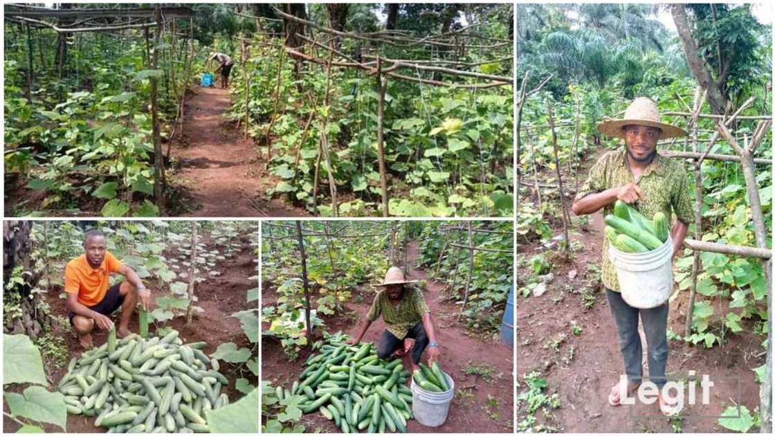 The young Nigerian farmer succeeded despite friends not believing in him.