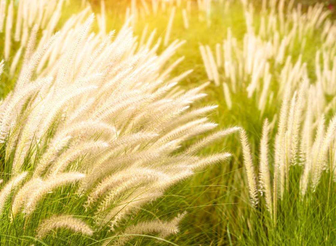 grasses and their botanical names grasses and their botanical names