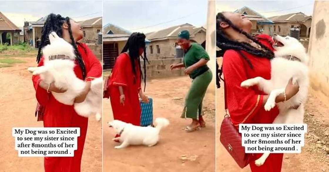 Dog welcomes lady as she arrives home after 8 months