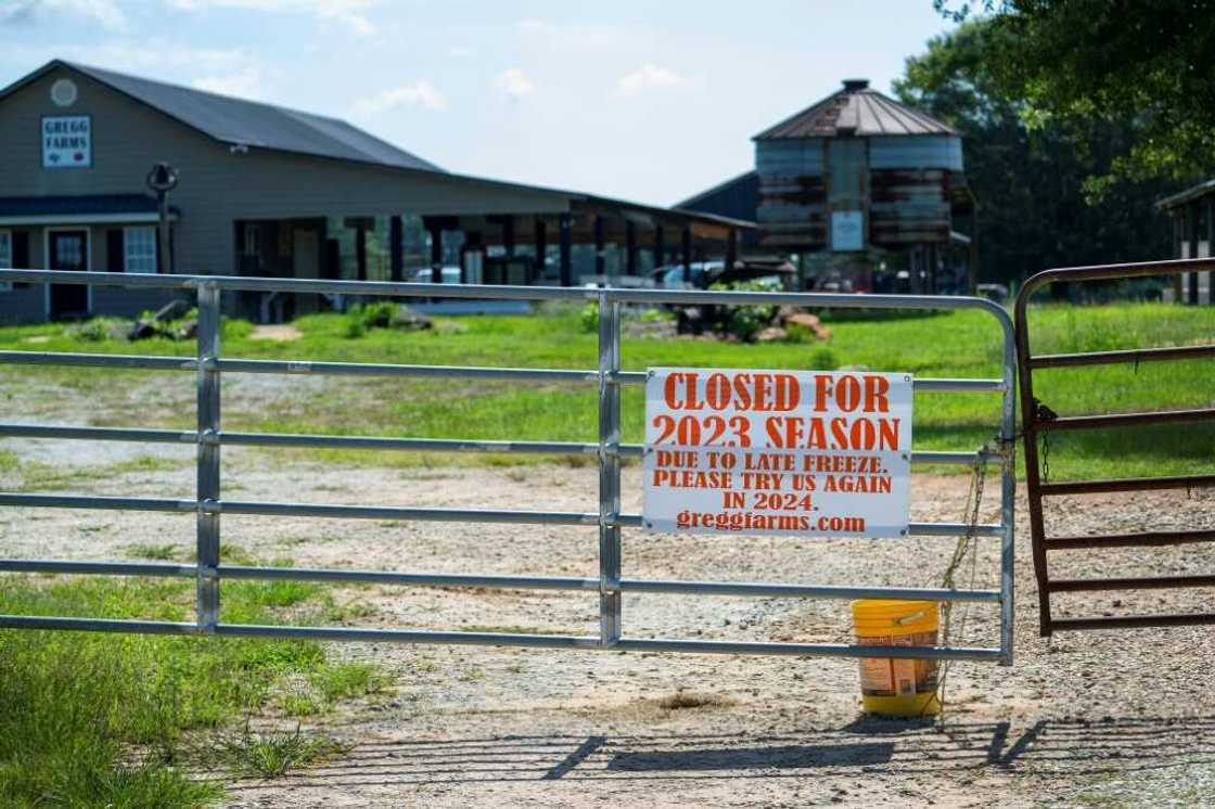 A sign warning of the temporary closure of Gregg Farms in Concord, Georgia, after the collapse of the peach harvest