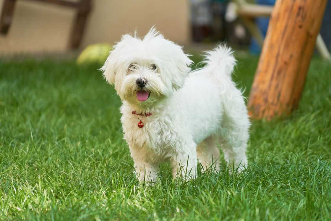 maltese puppy on green grass