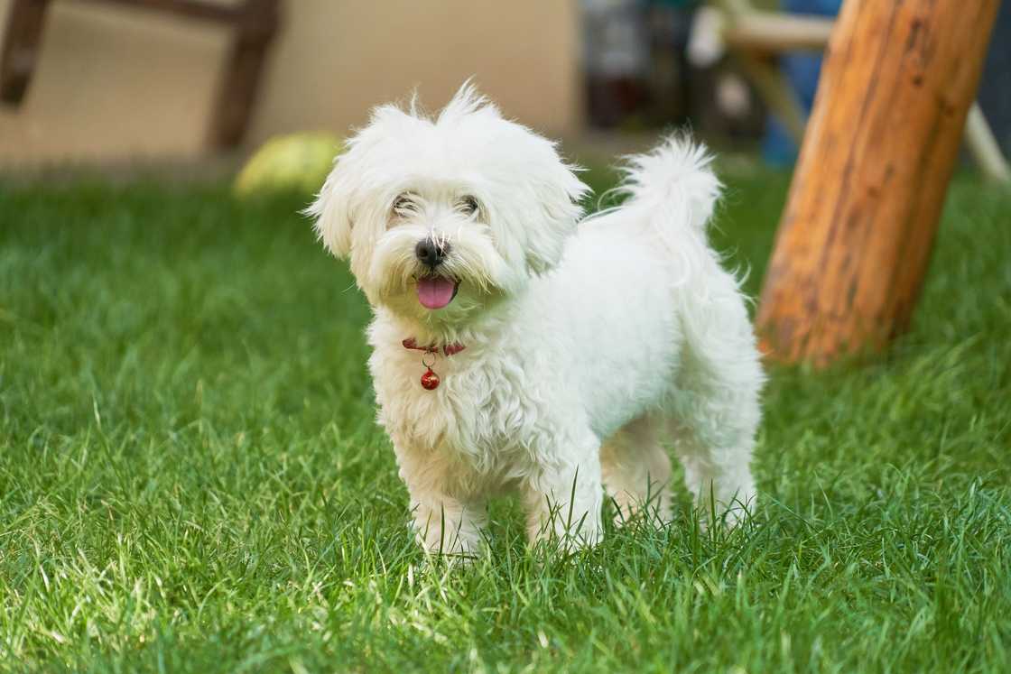 maltese puppy on green grass maltese puppy on green grass