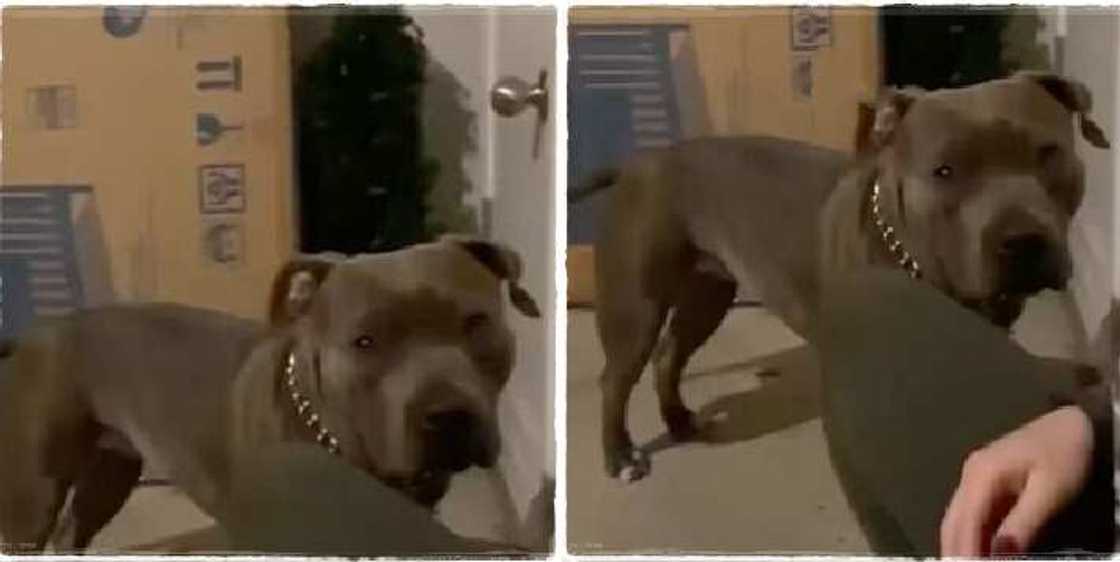 A dog named Deedee has been seen in a video showing emotions after being rescued from road accident A dog named Deedee has been seen in a video showing emotions after being rescued from road accident
