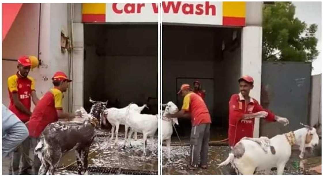 Video, Petrol Attendants, Washing Goats Video, Petrol Attendants, Washing Goats