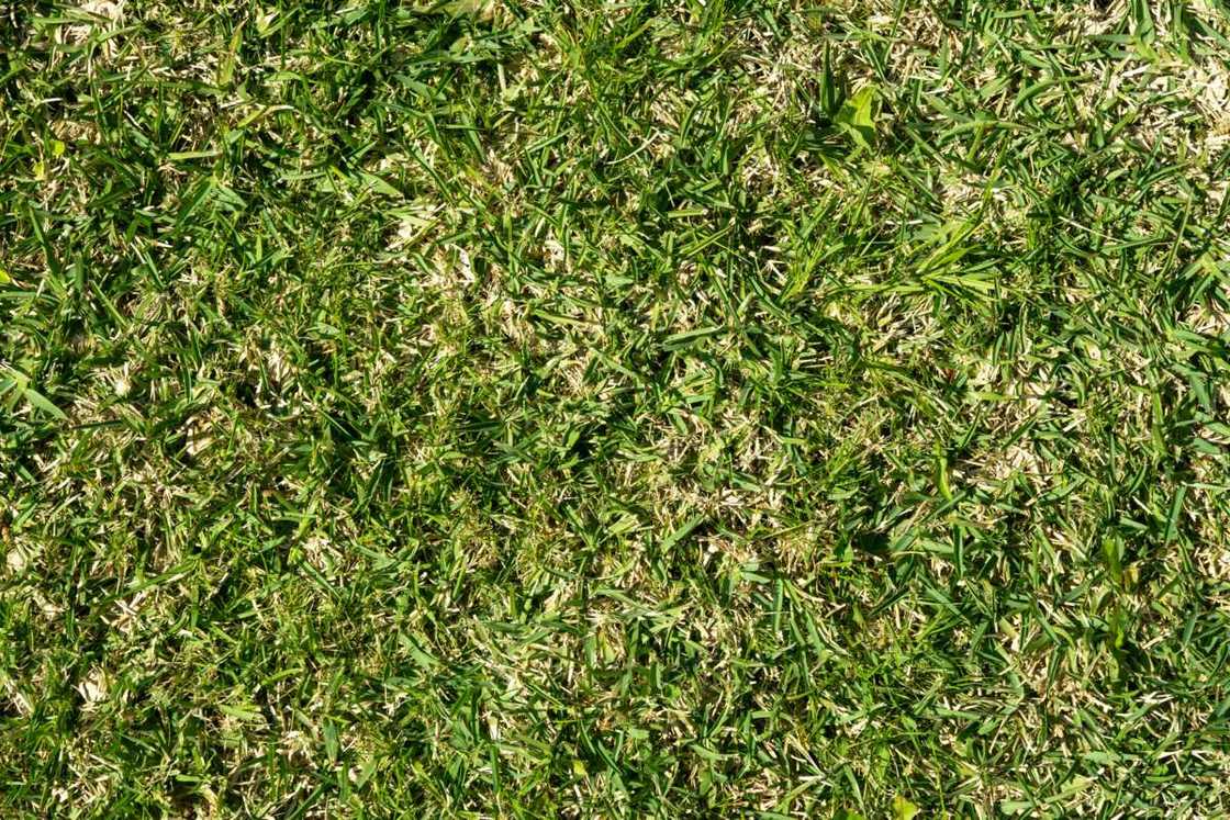 grasses and their botanical names with pictures grasses and their botanical names with pictures