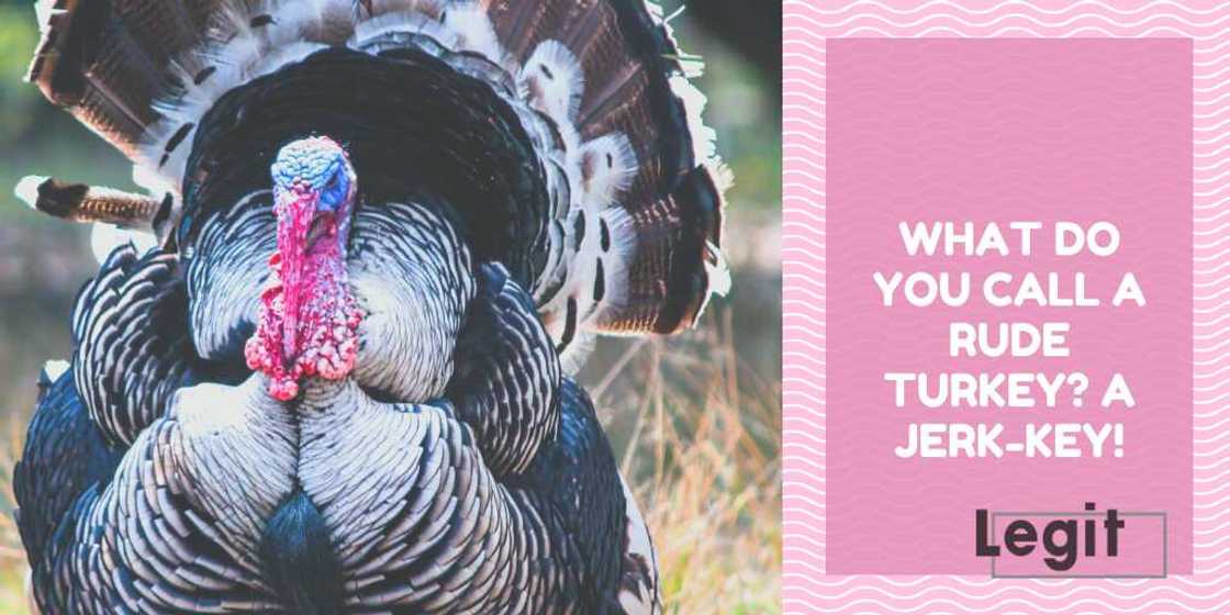 turkey puns turkey puns