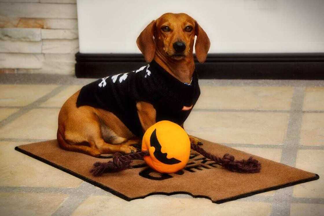 cute dog cute dog