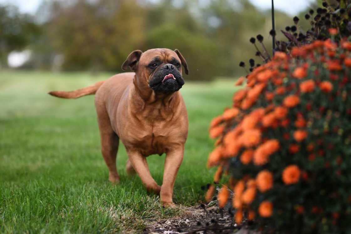 A Bull Mastiff on a green grass field