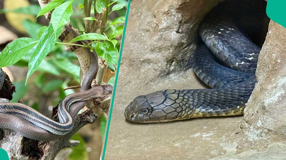The management of Umaru Musa Yar’Adua University acts swiftly after a snake bite kills a female student. The management of Umaru Musa Yar’Adua University acts swiftly after a snake bite kills a female student.