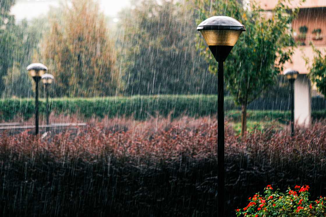 A strong downpour falling on an urban park. A strong downpour falling on an urban park.