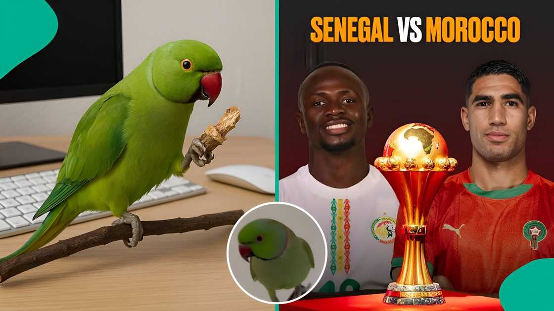 Parrot that predicted Nigeria’s wins now picks Morocco for crown Parrot that predicted Nigeria’s wins now picks Morocco for crown