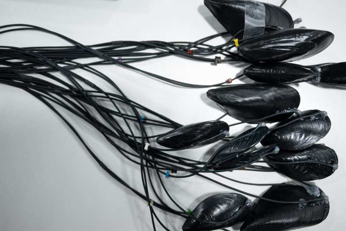 French startup MolluScan places sensors on muscles and other mollusks to detect water pollution, alerting regulators or companies to take action French startup MolluScan places sensors on muscles and other mollusks to detect water pollution, alerting regulators or companies to take action