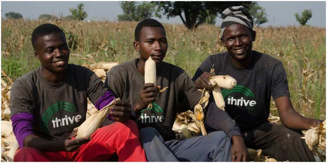 Thrive Agric Investors Receive Their Money After Failure to Make Payment Last Year Thrive Agric Investors Receive Their Money After Failure to Make Payment Last Year