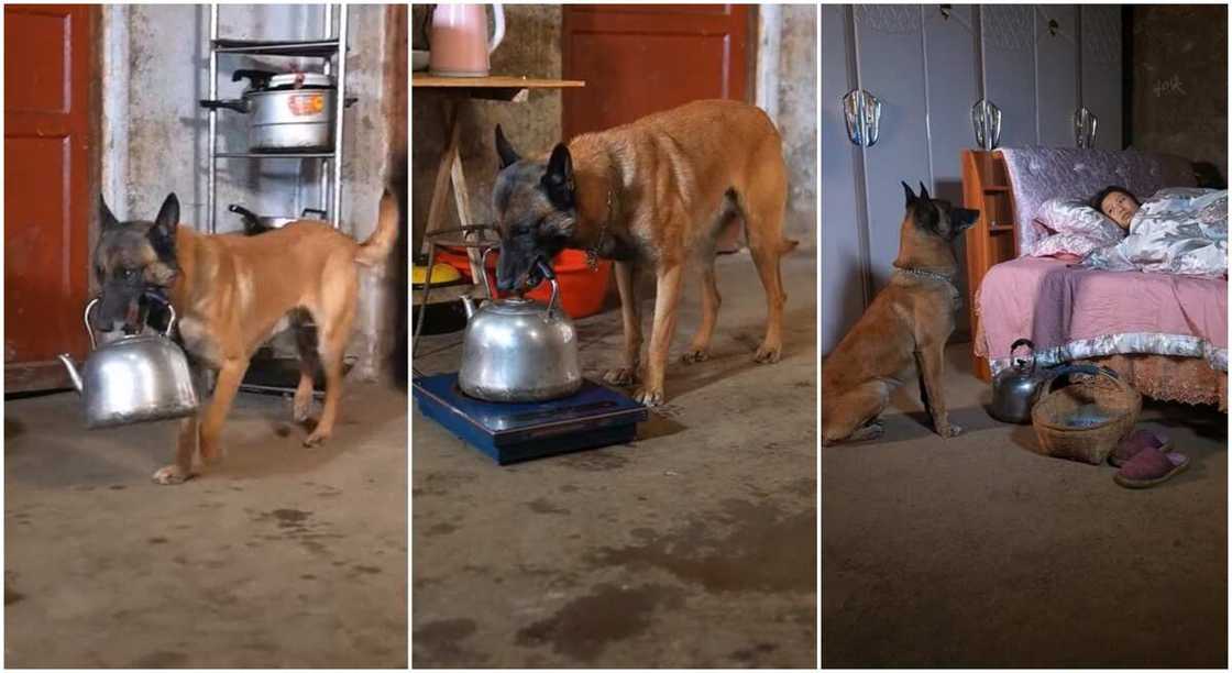 Photos of a wise dog helping its owner.