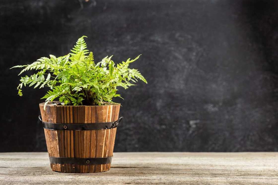 office plants that don't need sun