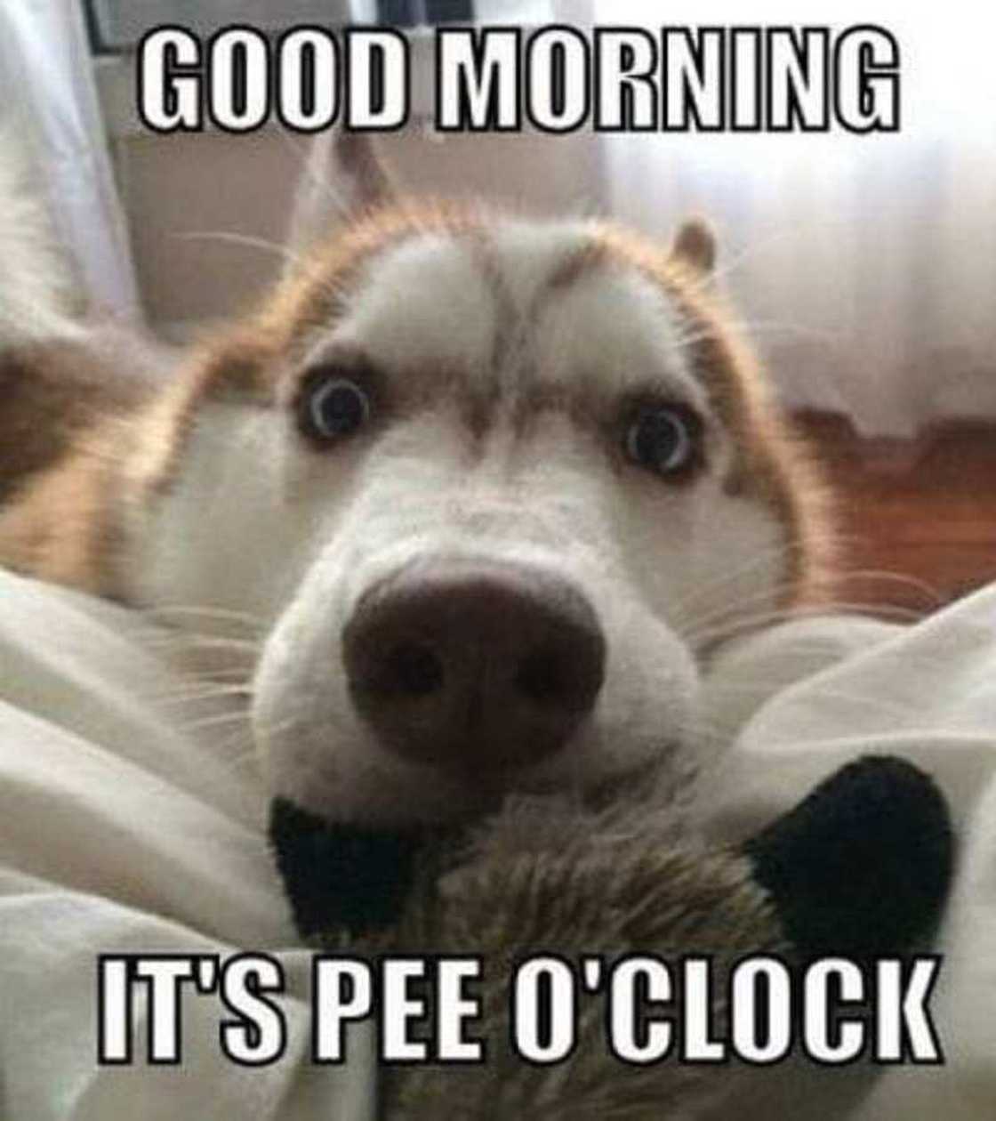 Morning memes Morning memes