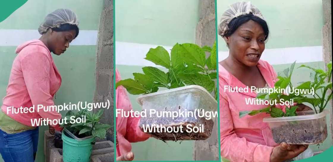 Lady unveils unique way of farming. Lady unveils unique way of farming.