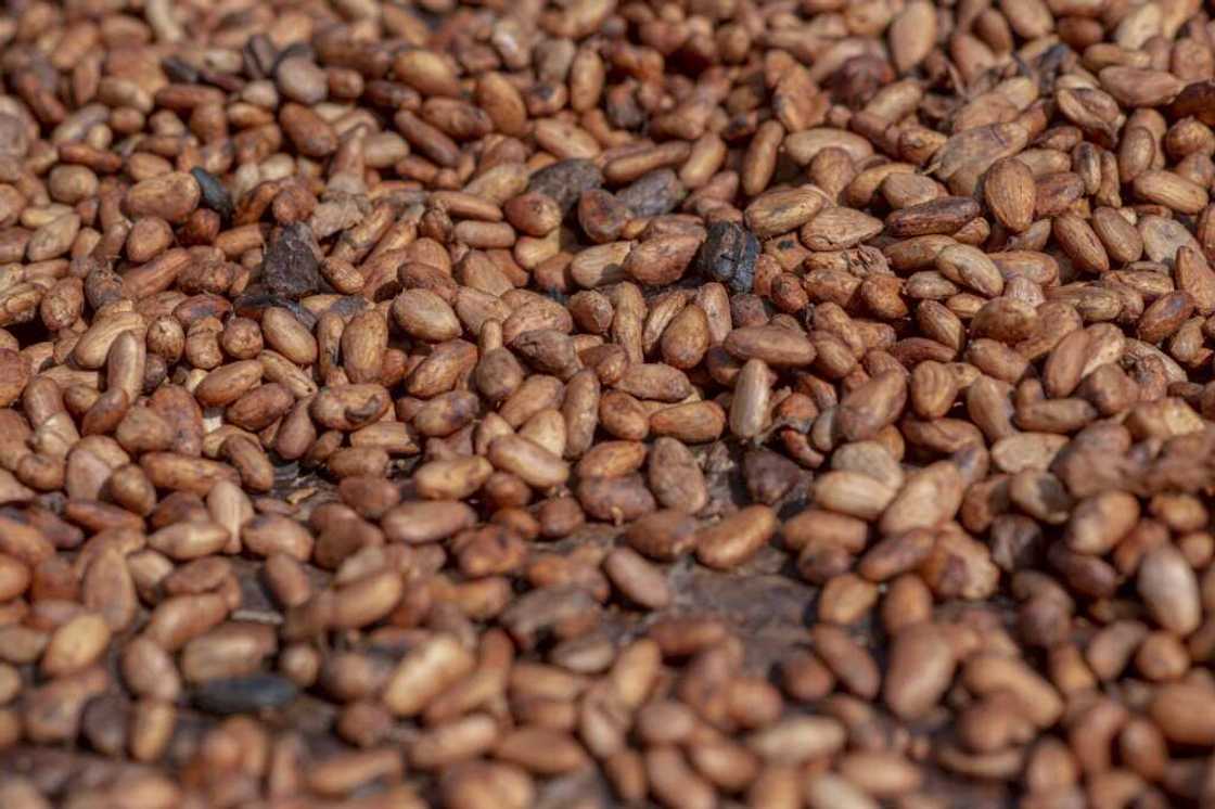 Cocoa crops generate about $2 billion in foreign exchange annually in a major contributor to government revenue and growth Cocoa crops generate about $2 billion in foreign exchange annually in a major contributor to government revenue and growth