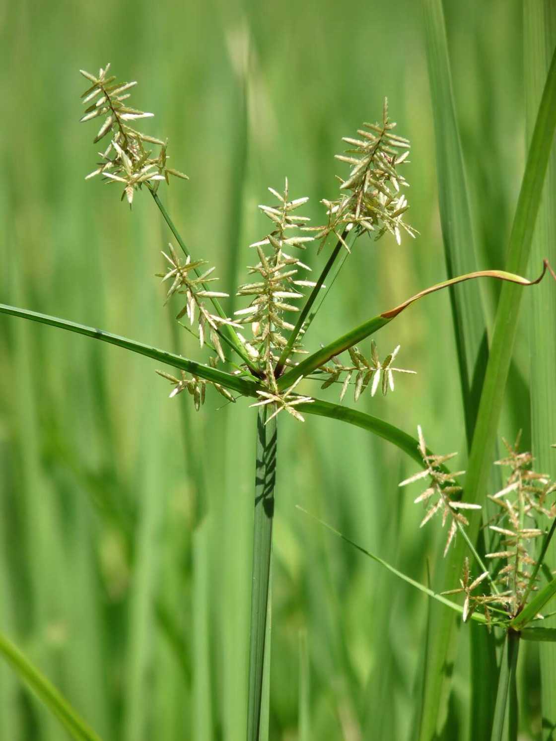 Cyperus rotundus