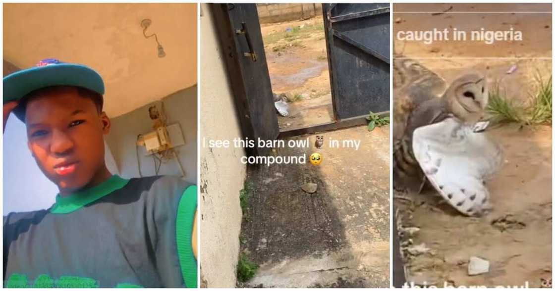 Barn owl, compound, Nigerian man