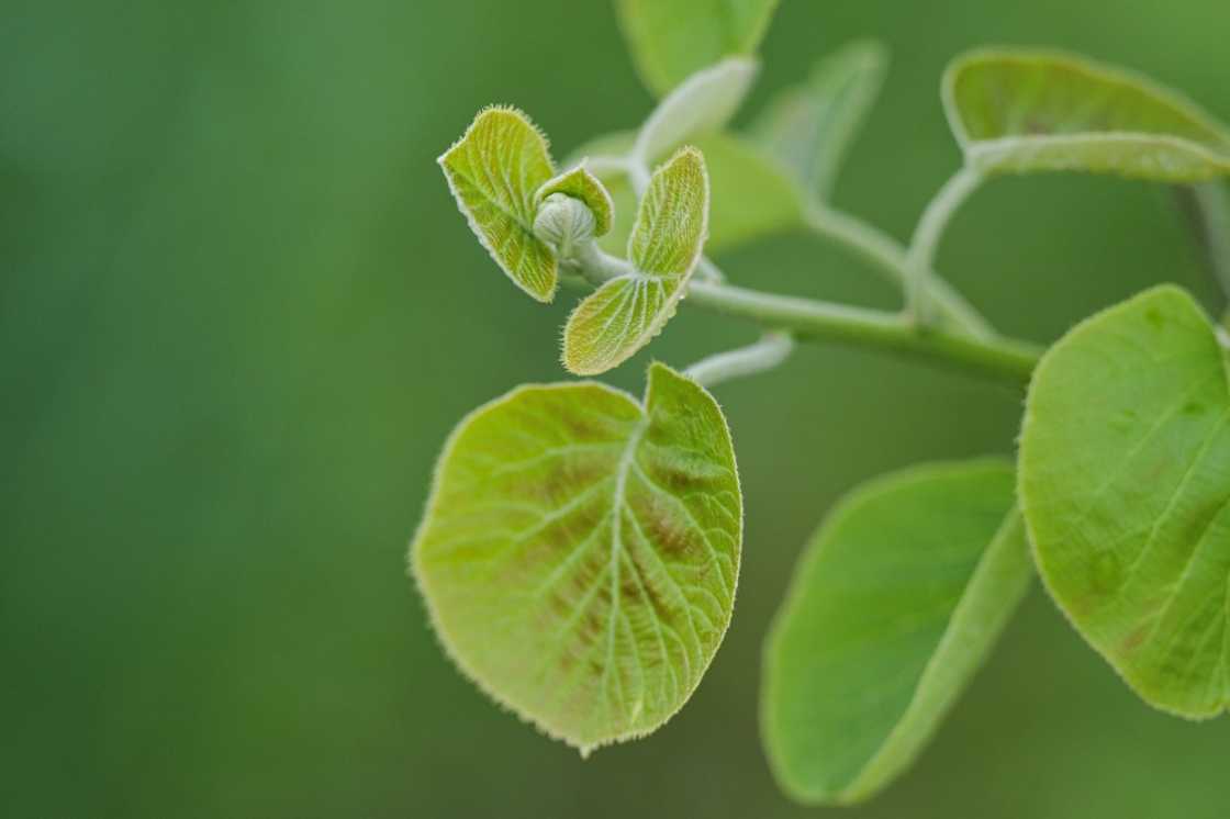 A kiwi bud on a vine grows on a plot of land managed by ReFruits Co A kiwi bud on a vine grows on a plot of land managed by ReFruits Co