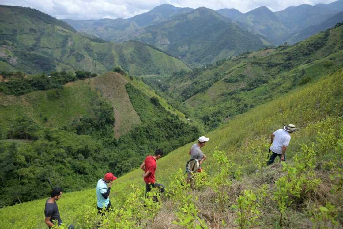 There has been no significant decline of coca production, with 142,783 hectares under cultivation, according to the latest UN report, compared to 146,139 hectares in 2016 There has been no significant decline of coca production, with 142,783 hectares under cultivation, according to the latest UN report, compared to 146,139 hectares in 2016