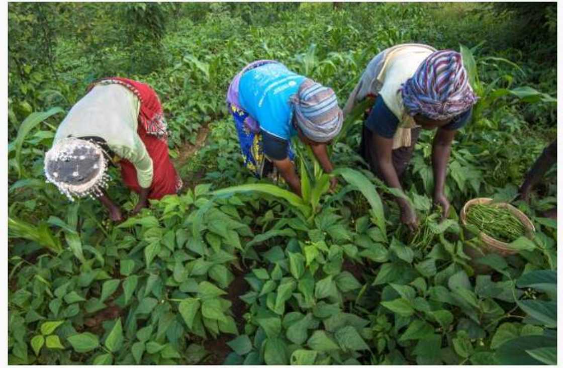 Mun yi amfani da aikin noma wajen tsamo sama da mutum milyan hudu daga Talauci, Ministan Noma Mun yi amfani da aikin noma wajen tsamo sama da mutum milyan hudu daga Talauci, Ministan Noma